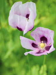 Similar image 22156407