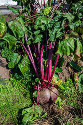 Similar image 22164032