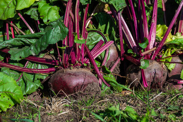 Similar image 22164036