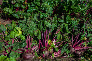 Similar image 22164037