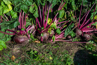 Similar image 22164038