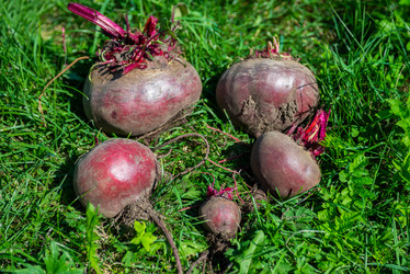 Similar image 22164054