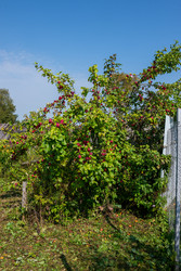 Similar image 22164065