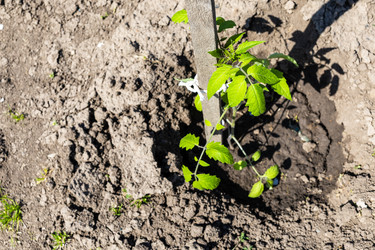 Similar image 22162022