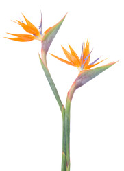 Similar image 22165318