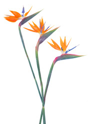 Similar image 22165319