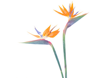 Similar image 22165320