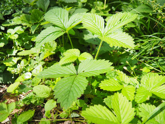 Similar image 22173661