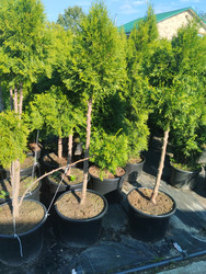 Similar image 22181227