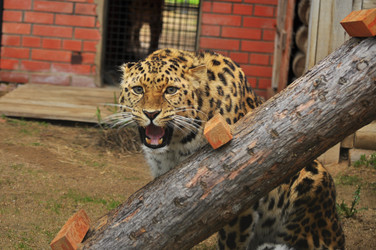 Similar image 22174106