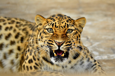 Similar image 22174199