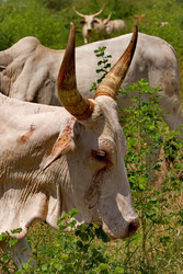 Similar image 22167096