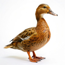 Similar image 22167817