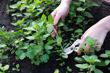 Similar image 22169419