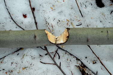 Similar image 22174451