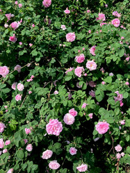 Similar image 22172625