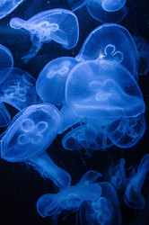 Similar image 22172044