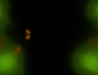 Similar image 22176730