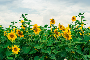 Similar image 22177700