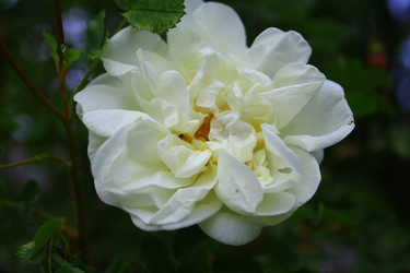 Similar image 22172656