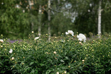 Similar image 22177344