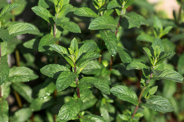 Similar image 22177049