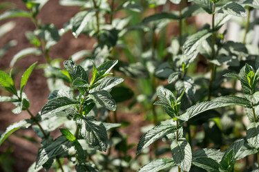 Similar image 22177384