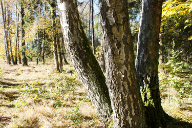 Similar image 22181495