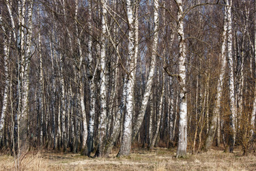 Similar image 22181506