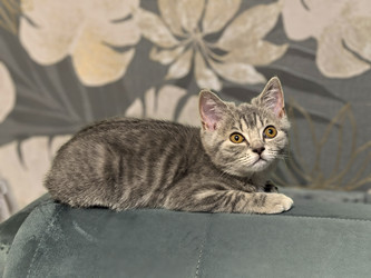 Similar image 22181517