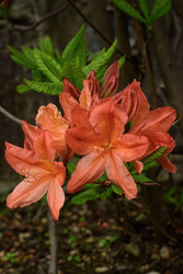 Similar image 22181519