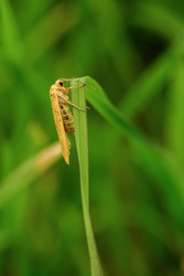 Similar image 22186544