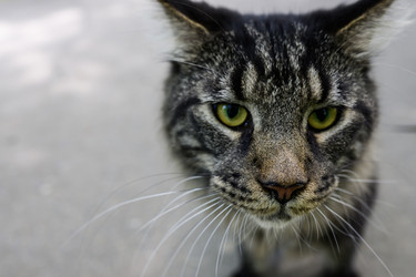 Similar image 22181532