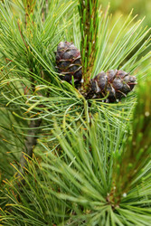 Similar image 22186552