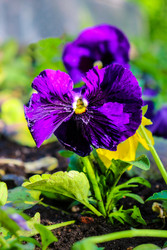 Similar image 22189340