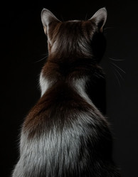 Similar image 22187516