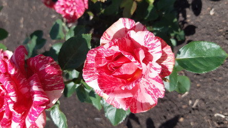 Similar image 22187851