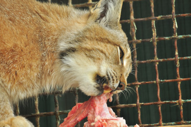 Similar image 22190004