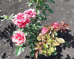 Similar image 22189012