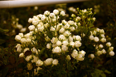 Similar image 22189884