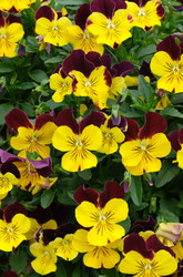 Similar image 22190512