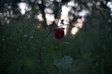 Similar image 22194135