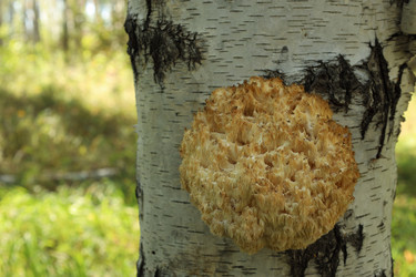 Similar image 22194362