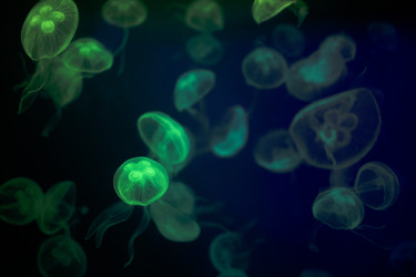 Similar image 22198440