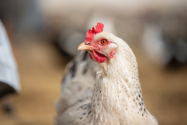 Similar image 22196376