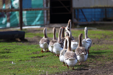 Similar image 22196396