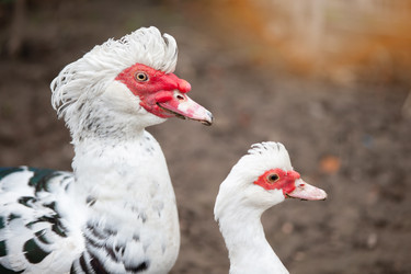 Similar image 22196401