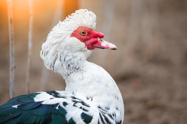 Similar image 22196616