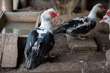 Similar image 22195896