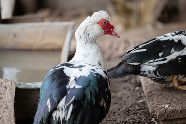 Similar image 22195900